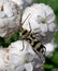 Photography of Chlorophorus varius theÂ grape wood borer beetle